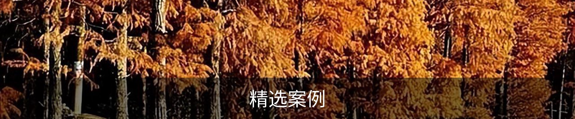 精选案例